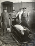 122508 Afbeelding van een voor de slacht bestemd varken in een slachthal van het Openbaar Slachthuis ...